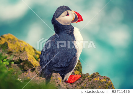 Single atlantic puffin Single atlantic puffin 92711426