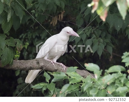 白烏鴉 白烏鴉 92712332