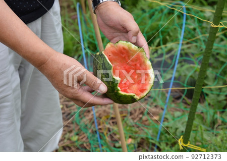 Measures against summer vegetables and birds that are damaged by crows 92712373