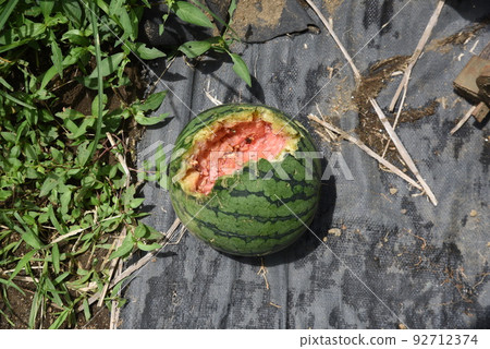 夏季蔬菜和鳥類被烏鴉破壞的措施 92712374