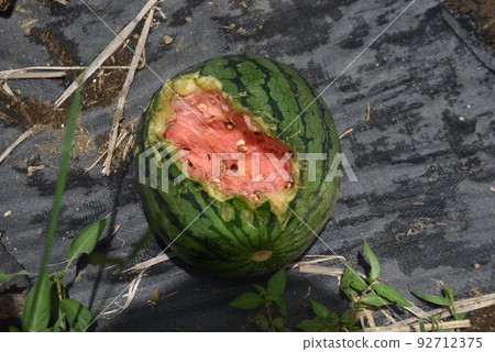 Measures against summer vegetables and birds that are damaged by crows 92712375