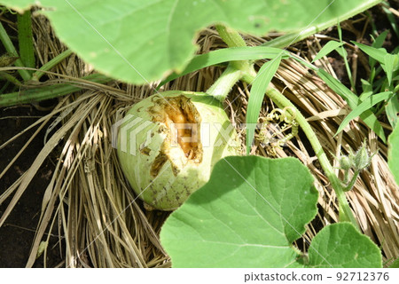 Measures against summer vegetables and birds that are damaged by crows 92712376