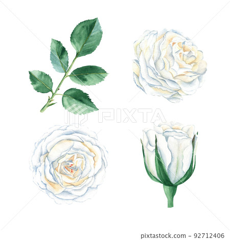 White roses set isolated on white background. Watercolor illustration. 92712406
