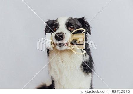 Cute puppy dog border collie holding gold champion trophy cup in mouth isolated on white background. Winner champion funny dog. Victory first place of competition. Winning or success concept 92712970