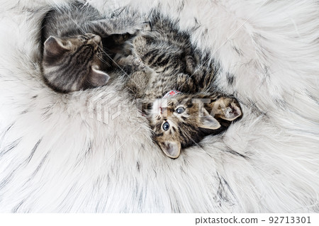 Three kittens sleeping Three kittens sleeping 92713301