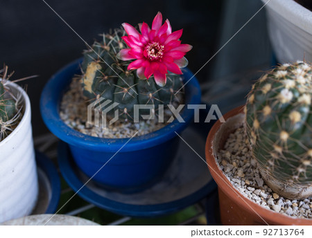 仙人掌開花 仙人掌開花 92713764