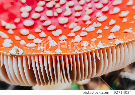 Dangerous fly agaric mushroom close-up. Ingredient for microdosing with psilocybins. 92714024