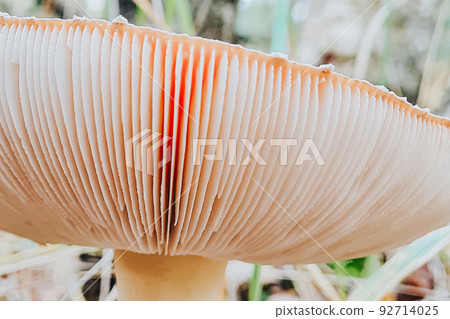 Dangerous fly agaric mushroom close-up. Ingredient for microdosing with psilocybins. 92714025