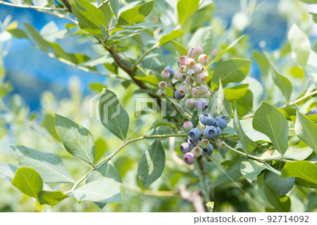 新鮮的夏季藍莓 92714092