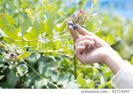 新鮮的夏季藍莓 92714097