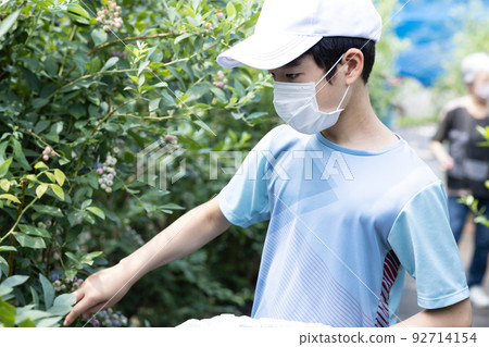 採摘新鮮的夏季藍莓 92714154