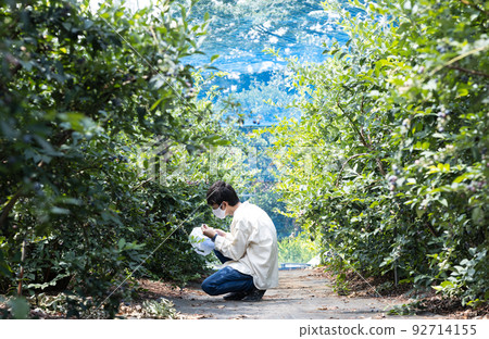 採摘新鮮的夏季藍莓 92714155