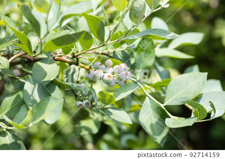 新鮮的夏季藍莓 92714159