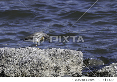 Red sandpiper scratching its body Red sandpiper scratching its body 92714388