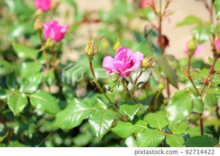 Rose flower shocking blue 92714422