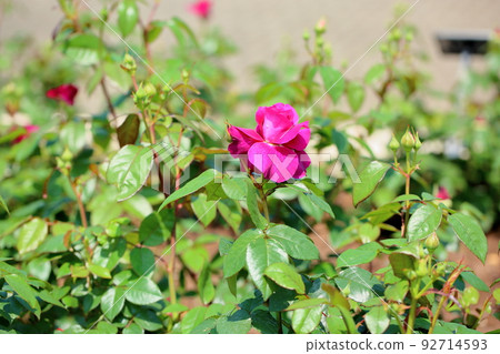 Rose Flower Into League 92714593