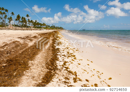 Beach full of sargassum algae. Sargassum seaweeds Caribbean ecological problem. 92714650
