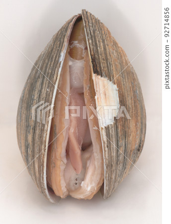 clam clam 92714856