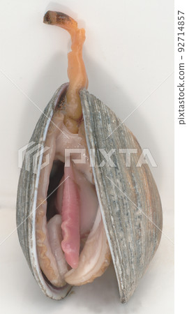 clam clam 92714857
