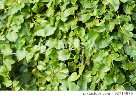 Okame seaweed vegetables Okame seaweed vegetables 92714979