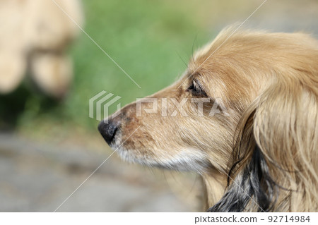 A senior miniature dachshund sunbathing in the garden 92714984