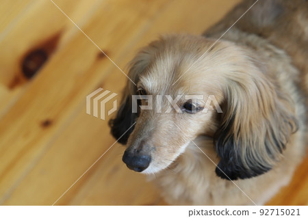 Sleepy senior miniature dachshund 92715021