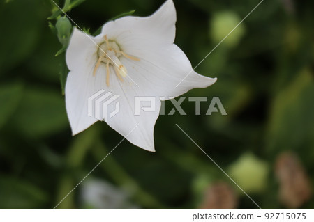 白色花瓣風鈴草的特寫視圖 92715075