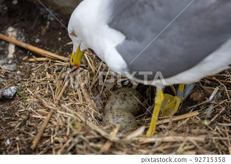 Black-tailed gull parents and chicks (Hachinohe City, Aomori Prefecture) 92715358