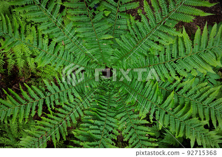 Ferns on the Aoike promenade (Twelve Lakes in Aomori Prefecture) 92715368