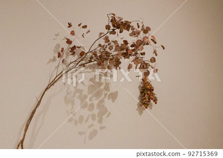 dried flowers and shadows 92715369