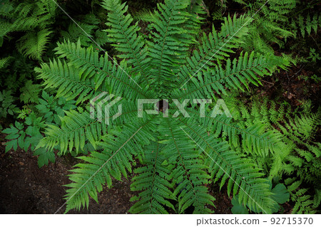 Ferns on the Aoike promenade (Twelve Lakes in Aomori Prefecture) 92715370