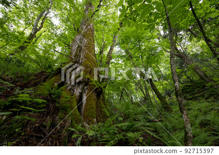 Old tree near Wakitsubo Pond (Fukaura Town, Aomori Prefecture) 92715397