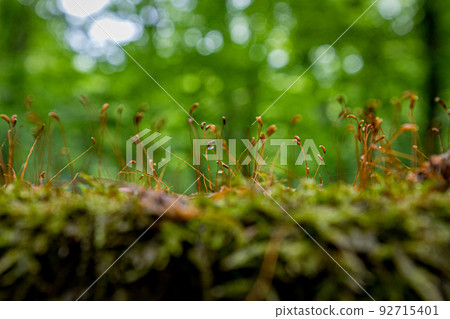 Egg keup (Twelve Lakes, Aomori Prefecture) 92715401