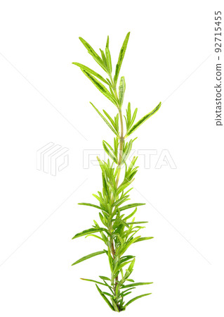 迷迭香內疚的黃金 迷迭香內疚的黃金 92715455