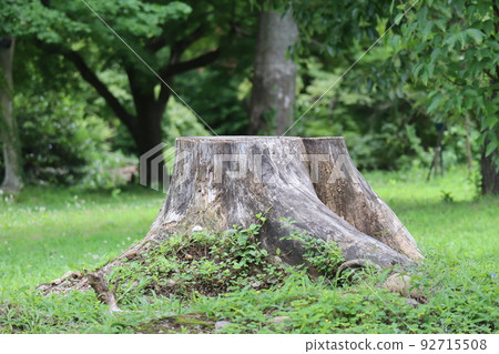 Park landscape with green trees forest and green space with old stump 92715508