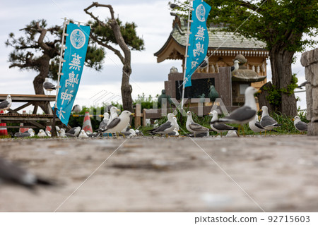 黑尾鷗父母和雛鳥(青森縣八戶市) 黑尾鷗父母和雛鳥(青森縣八戶市) 92715603