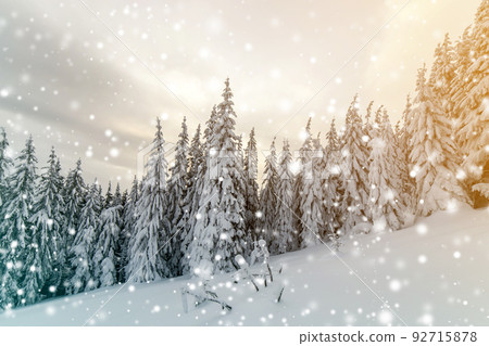 Beautiful winter mountain landscape. Tall spruce trees covered with snow in winter forest and cloudy sky background. 92715878