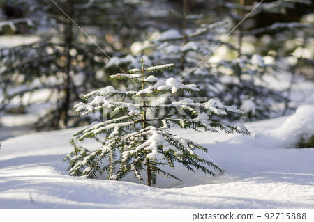 Beautiful amazing fairy tale winter mountain landscape. Small green fir trees covered with snow and frost on cold sunny day on copy space background of pine forest. Beauty of nature concept. 92715888