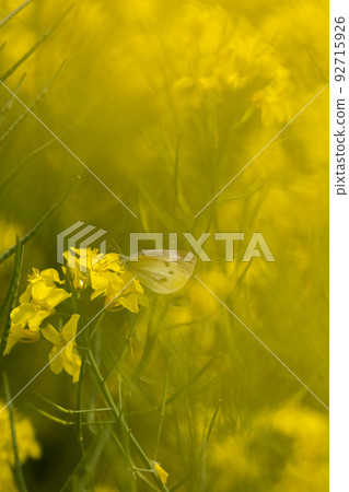 油菜花特寫鏡頭（青森縣橫濱）前散景 92715926