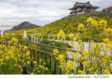 Rape blossoms and pineapples (spring scenery on Kabushima) Rape blossoms and pineapples (spring scenery on Kabushima) 92715941