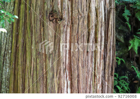 Cedar skins Cedar skins 92716008
