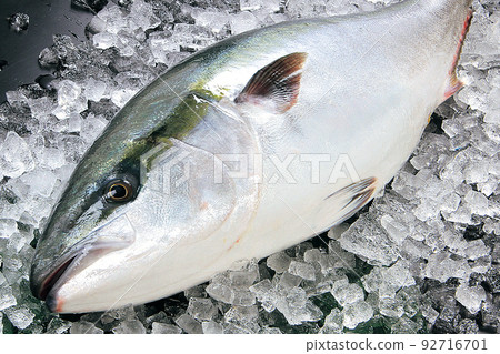 1條野生黃尾魚 92716701
