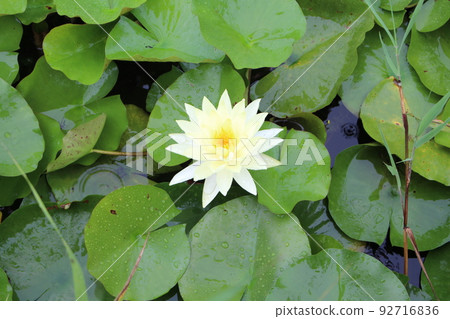一朵開花的蓮花 92716836