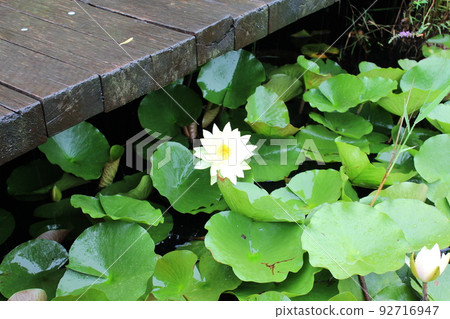 湖公園裡的荷花 湖公園裡的荷花 92716947