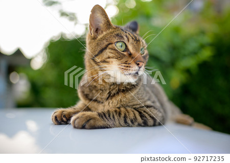 Petrified cat on the car 92717235