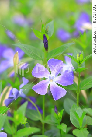 Periwinkle grass (periwinkle) 92717332