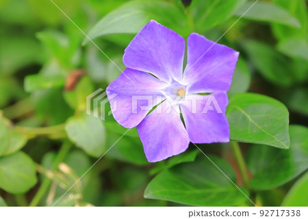 Periwinkle grass (periwinkle) 92717338