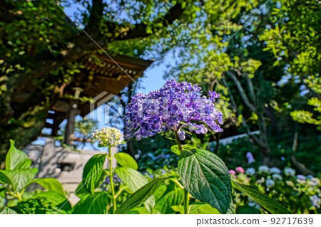 Hydrangea at the temple 92717639