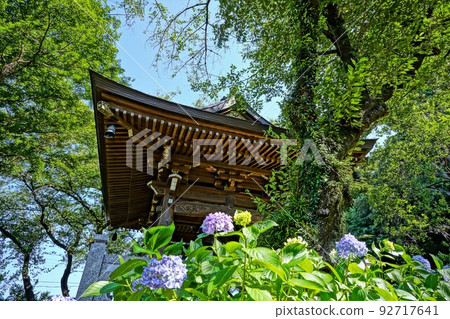 Hydrangea at the temple 92717641