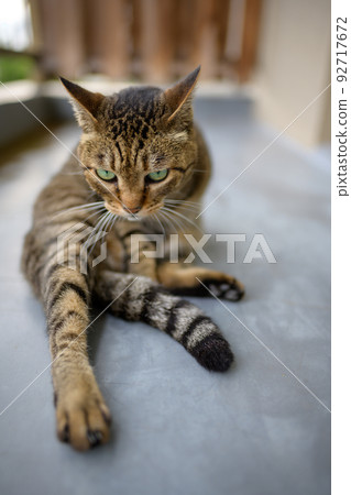 Kijitra cat on the balcony Kijitra cat on the balcony 92717672
